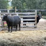 Beef Cattle standing in pen