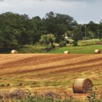 Image of harvested hay field
