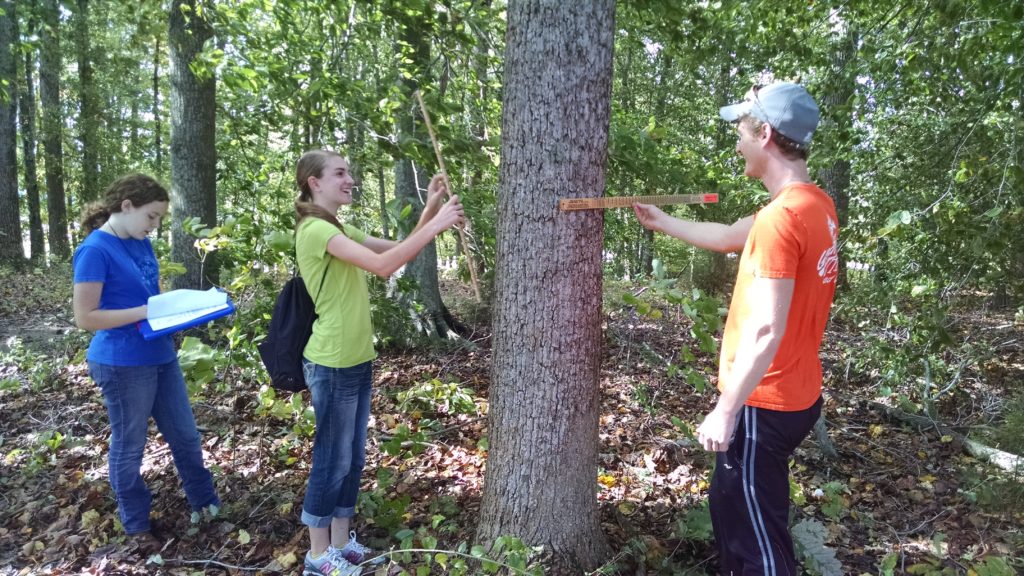 Students measuring trees
