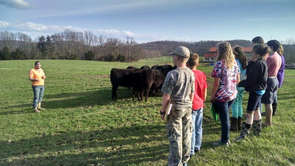 Students learning more about bovine habits and care
