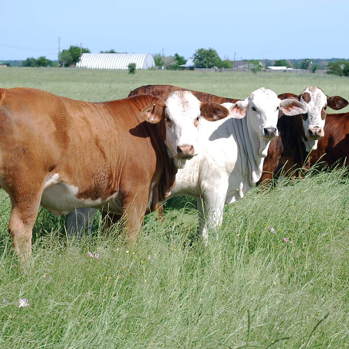 Livestock And Foraging Livestock 