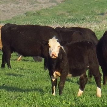 Three cows grazing in field 