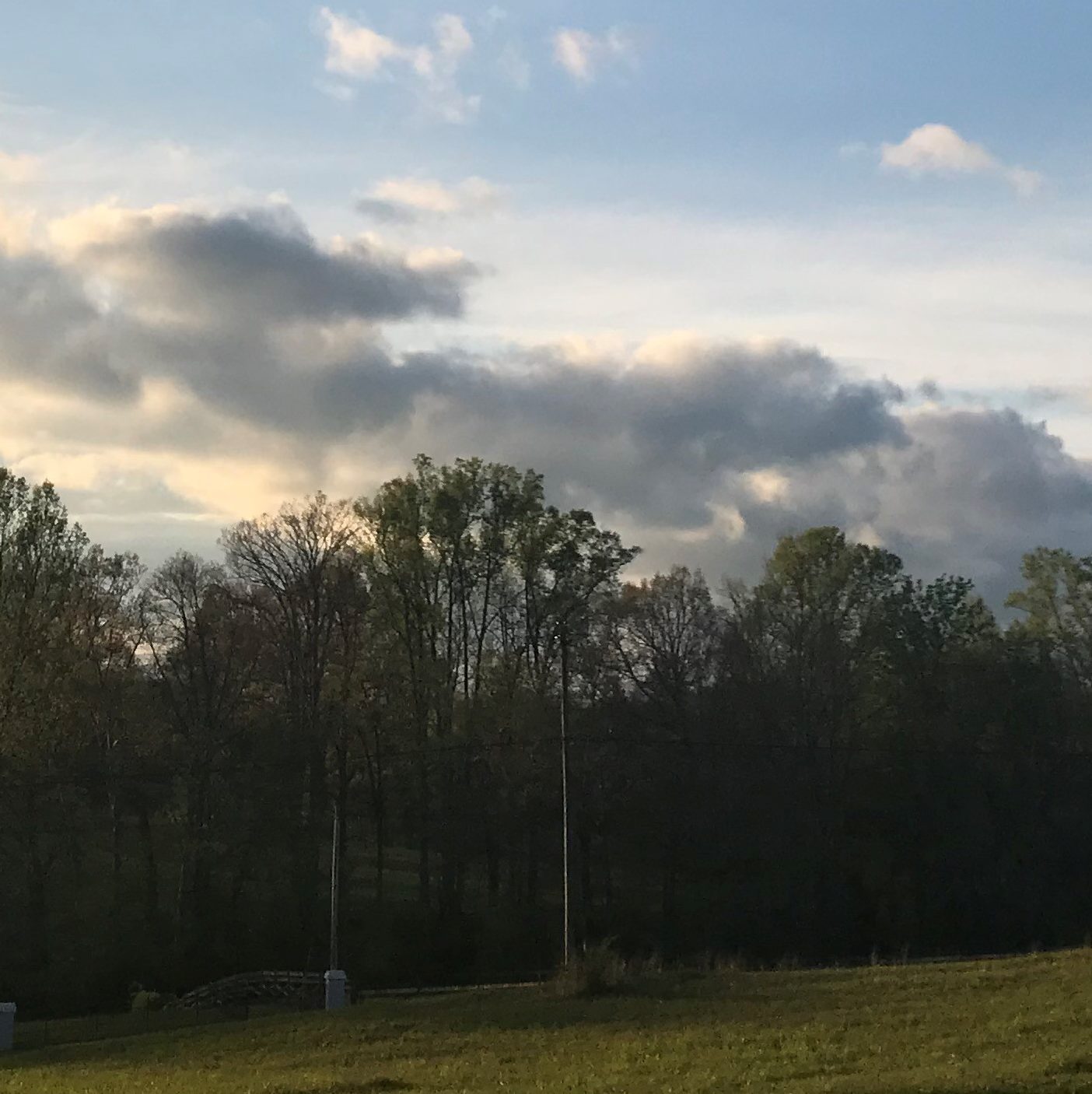 Trees and clouds in background 